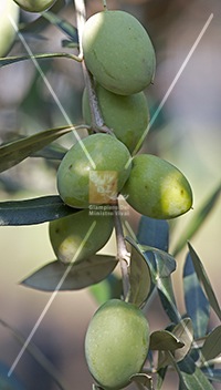 Ulivo o olivo dolce variet/à PASOLA DI ANDRIA da mensa et/à pianta 2 anni Altezza pianta 1,50cm