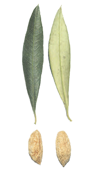 cultivar di olivo ascolana tenera