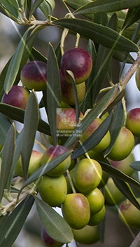 cultivar di olivo cipressino