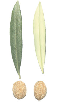 cultivar di olivo dolce agogia