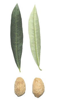 cultivar di olivo itrana