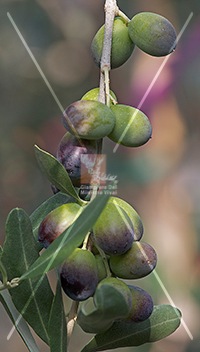 cultivar di olivo leccio del corno