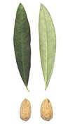 cultivar di olivo maurino