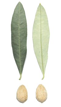 cultivar di olivo rosciola