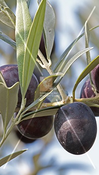 cultivar di olivo sant'agostino