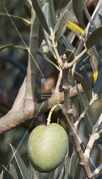 cultivar di olivo santa caterina