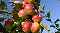 varietà di melo rosa romana