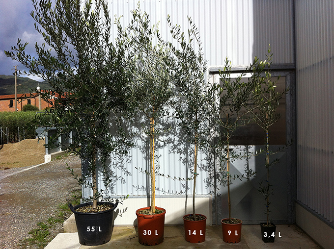 olivo per
oliveto