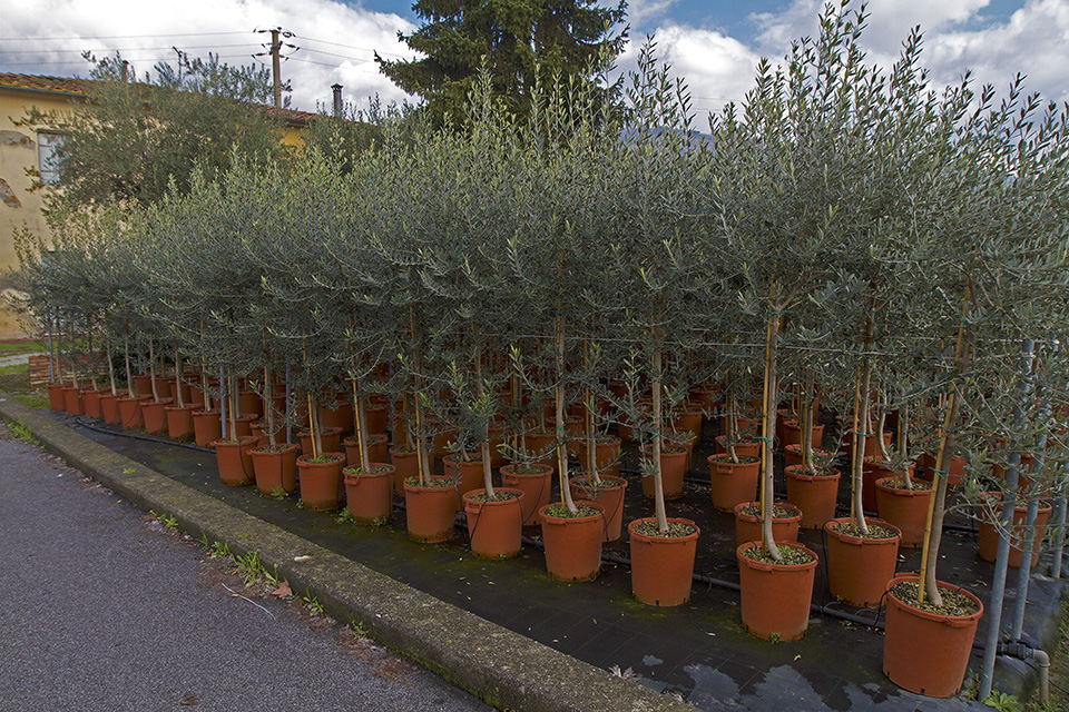 olivo di
                    pescia