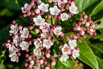 viburnum tinus eve price