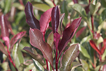 photinia fraseri red robin