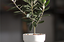 prebonsai olivo e bonboniere olivo