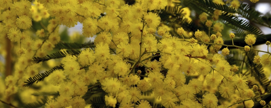 vendita mimosa in vaso