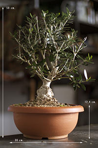 Olivo prebonsai in ciotola 30