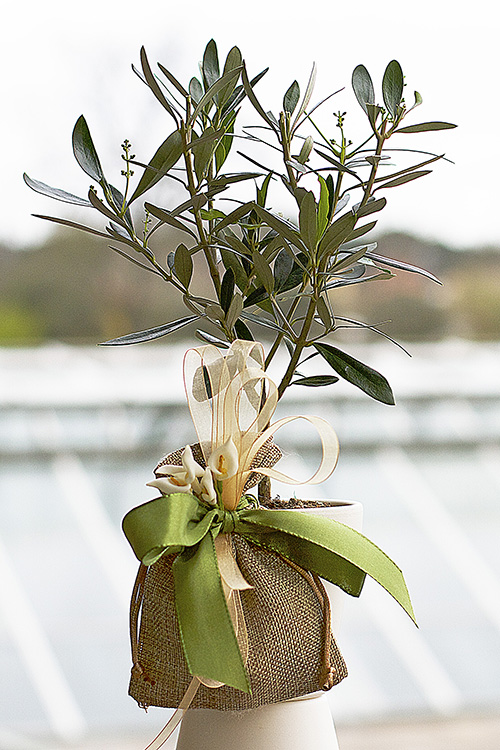 Bomboniere Di Olivo Prebonsai Ulivo Olivo Ornamentale Giampiero Del Ministro Vivai Olivi Pescia Pt