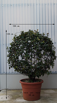 sfera topiaria gelsomino 