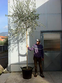 olivo impalcato 200 cm.