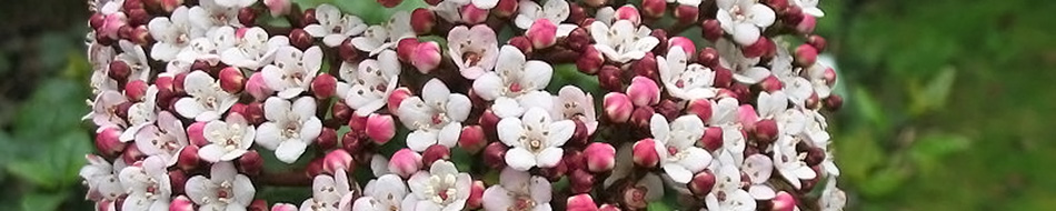 Viburnum Tinus Eve price